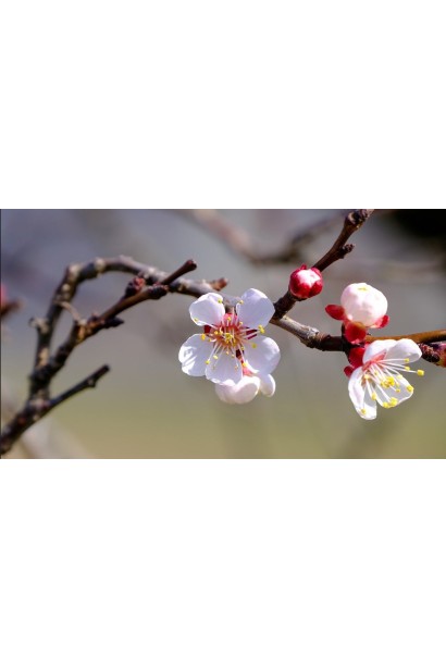 Абрикос Ерлі Ред Оранж ранній | Абрикос Эрли Ред Оранж ранний | Prunus armeniaca Early Red Orange